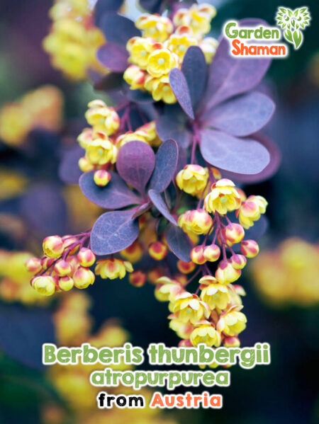 Rote Heckenberberitze mit purpurrotem Laub und roten Beeren im Herbst