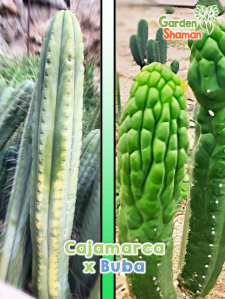 Trichocereus Echinopsis Cajamarca Buba cross special