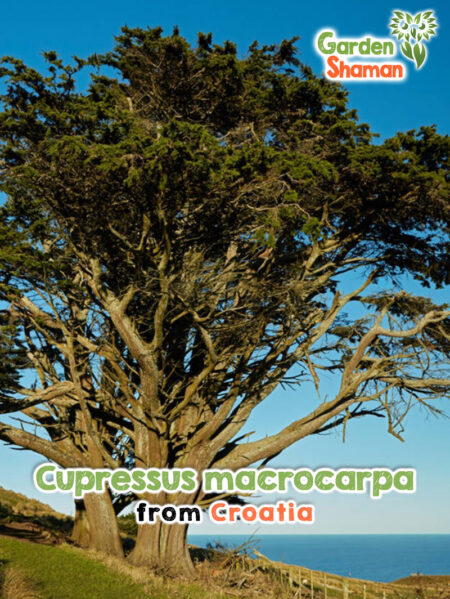 Cupressus macrocarpa seeds - Monterey cypress from California