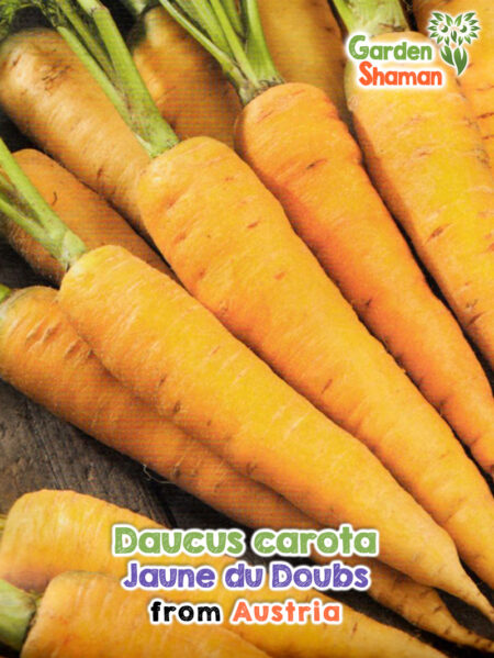 Daucus carota "Jaune du Doubs" – traditionelle gelbe Karotte aus Frankreich