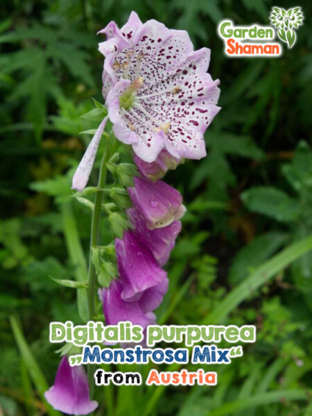 Digitalis purpurea ‘Monstrosa Mix’ – außergewöhnlicher Fingerhut mit offenen, kelchförmigen Blüten