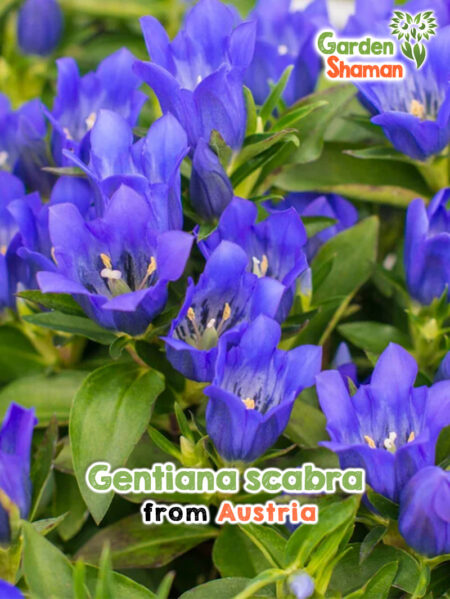 Gentiana scabra - gentiane japonaise d'un bleu profond en pleine floraison