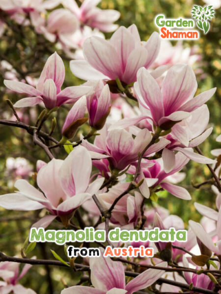 Magnolia denudata – Yulan-Magnolie mit großen, weißen Blüten