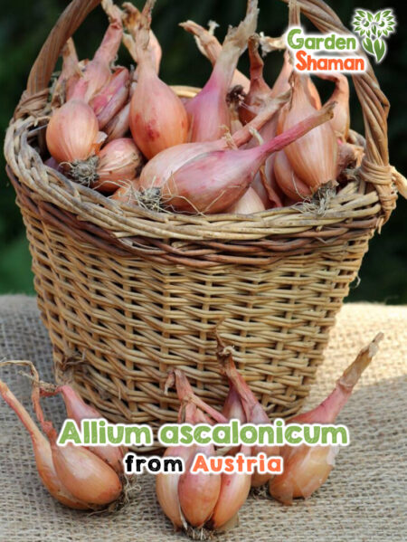 Sementes de Allium ascalonicum - chalotas finas para o jardim