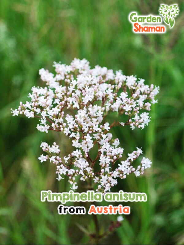 Echter Anis (Pimpinella anisum) mit weißen Doldenblüten und feinem Laub im sonnigen Kräutergarten