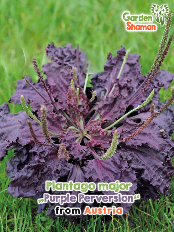 Plantago major ‘Purple Perversion’ mit purpurgrünen, gewellten Blättern im Kräutergarten