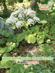 GardenShaman.eu – Saposhnikovia divaricata