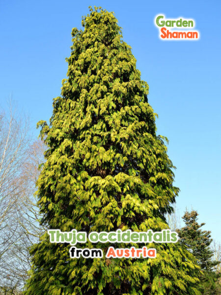 Immergrüner Lebensbaum Thuja occidentalis mit dichtem, schuppenförmigem Laub