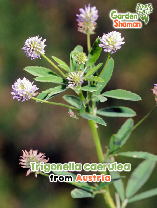 Trigonella caerulea – blaue Blüten des aromatischen Schabzigerklees im Alpenkräutergarten