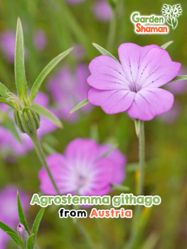 Kornrade (Agrostemma githago) mit kräftig rosa Blüten auf einer sonnigen Wildblumenwiese.