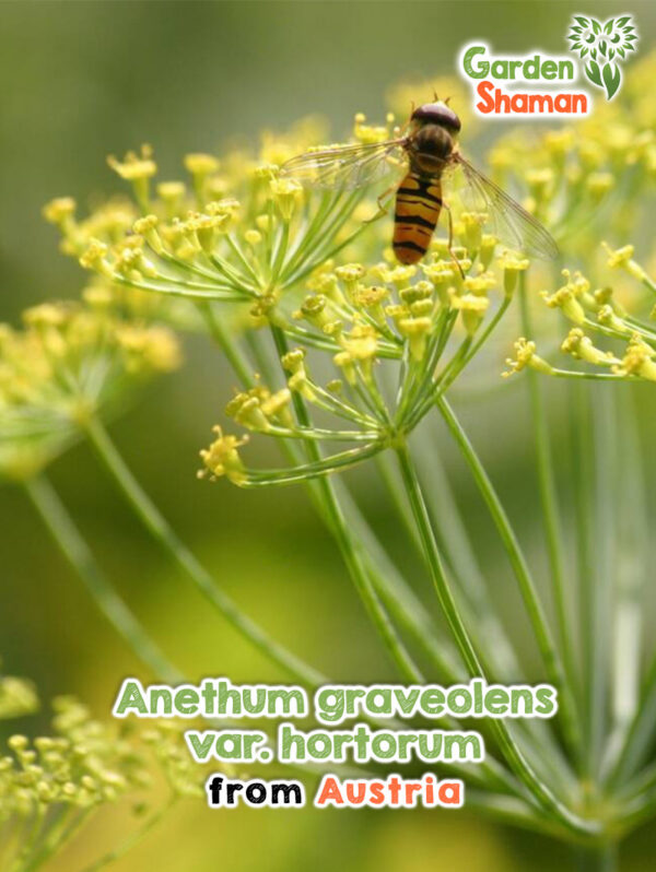 Frischer Gartendill mit feinen, grünen Blättern in einem sonnigen Kräuterbeet.