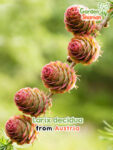 GardenShaman.eu – Larix decidua