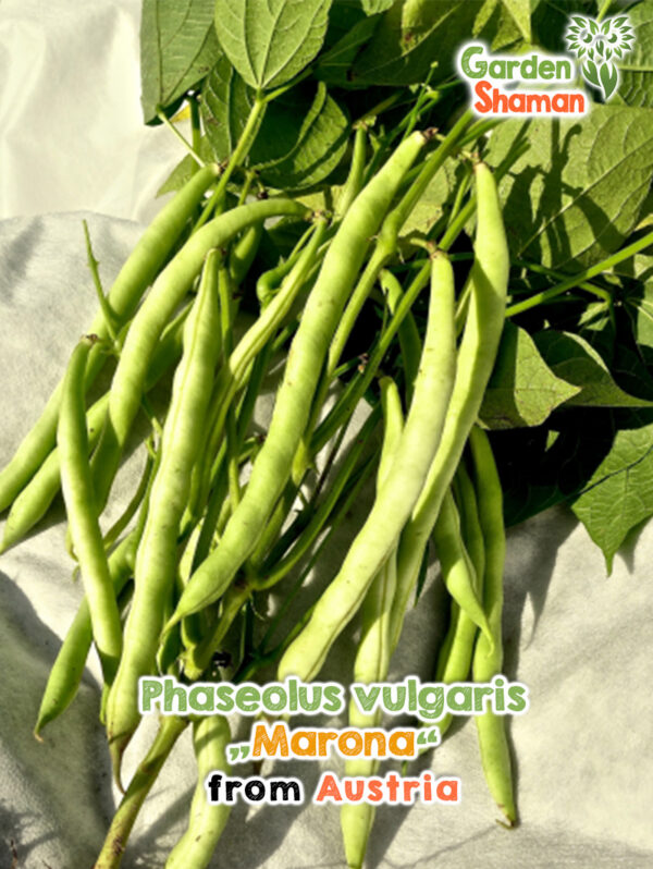 Buschbohne Marona mit grünen, langen Hülsen frisch geerntet im Gemüsegarten.