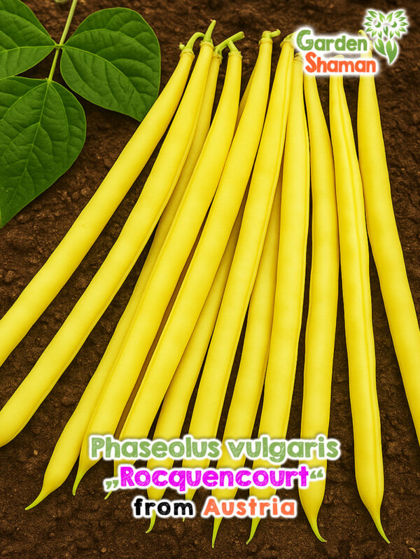 Gelbe Buschbohnen der Sorte Rocquencourt frisch geerntet auf rustikalem Holztisch.