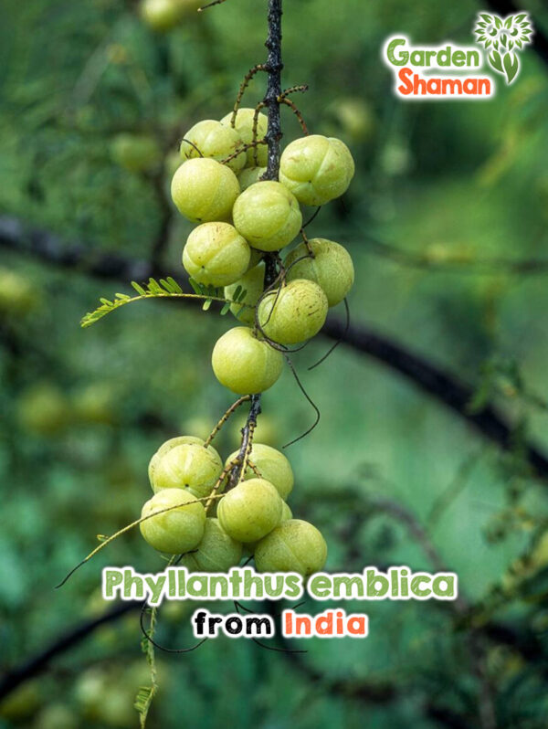 Phyllanthus emblica mit reifen, gelbgrünen Früchten an zarten gefiederten Zweigen.