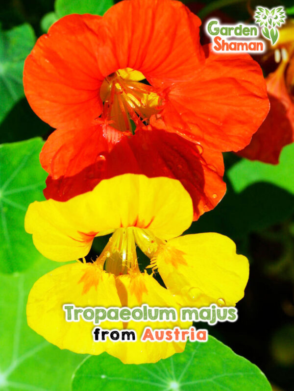 Leuchtend orange Blüten der Kapuzinerkresse (Tropaeolum majus) in einem sonnigen Gartenbeet.