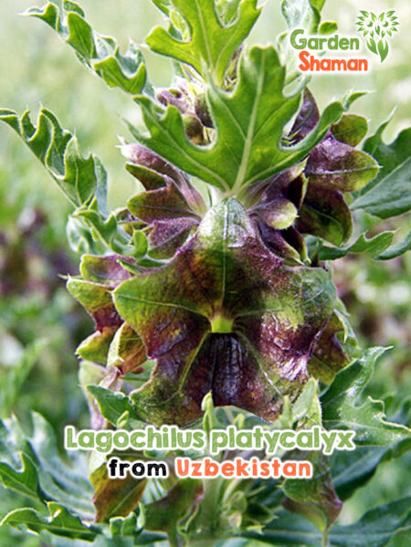 Lagochilus platycalyx – filzig-grau belaubter Halbstrauch mit rosa Lippenblüten aus zentralasiatischen Steppengebieten