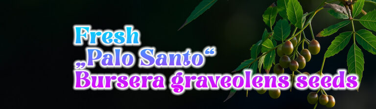 GardenShaman.eu banner palo santo bursera graveolens