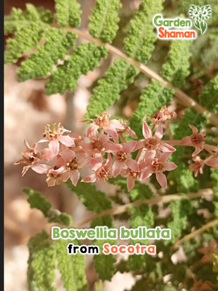 Boswellia bullata Pflanze mit bullaten, gewölbten Blättern – seltene Weihrauchbaum-Form