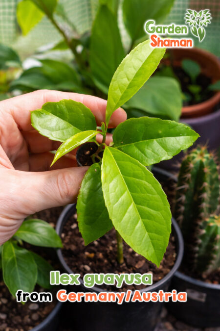 Guayusa Steckling (Ilex guayusa) im Topf – gesunde tropische Pflanze mit glänzenden grünen Blättern