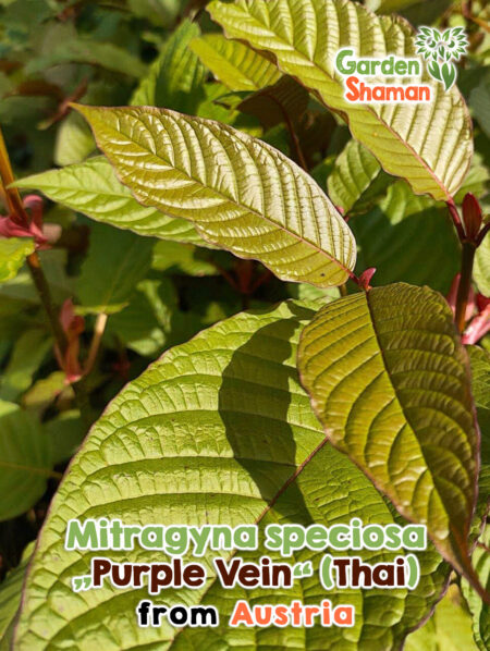 Kratom Purple Vein Pflanze mit rötlich violetten Blattadern