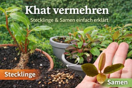 Propagação de khat com estacas e sementes - Catha edulis plantas, estacas e plântulas num ápice