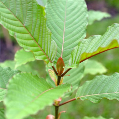 Kava Kava: The secret power of the South Sea islands
