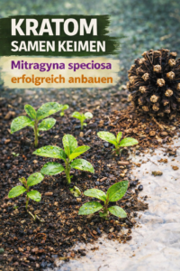 Kratom Samen keimen – Mitragyna speciosa Keimlinge und Samenkapsel im Detail