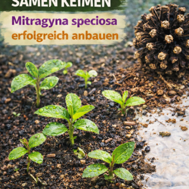 🌿 Cultiver le kratom - réussir l'auto-culture de Mitragyna speciosa