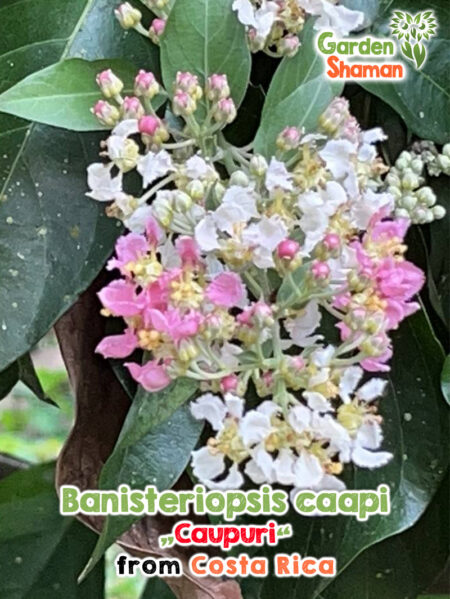 Banisteriopsis caapi Caupuri sementes da Costa Rica - Trepadeira Ayahuasca