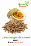 Frische Voacanga africana Samen aus Kamerun mit geöffneter Voacanga-Frucht