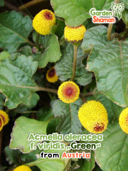 Grünlaubige Parakresse (Acmella oleracea f. viridis) mit knopfförmigen Blüten