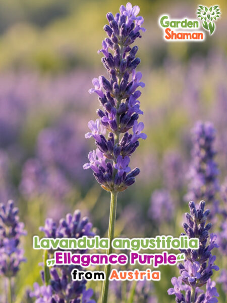 Lavandula angustifolia ' Ellagance Purple ' – lavande à fleurs violettes
