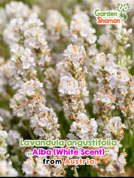 Lavande blanche „ White Scent “ (Lavandula angustifolia „ Alba “) en fleur