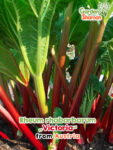 GardenShaman.eu – Rheum rhabarbarum Victoria
