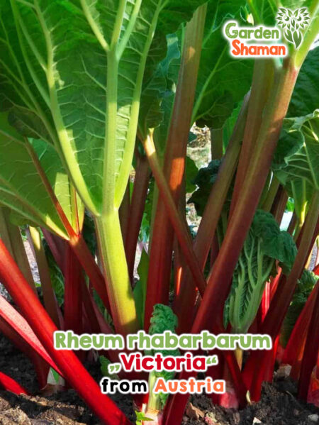 Rheum rhabarbarum ' Victoria ' – variété classique de rhubarbe