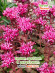 Sedum spurium 'Purpureum' – Purple stonecrop with dark red foliage
