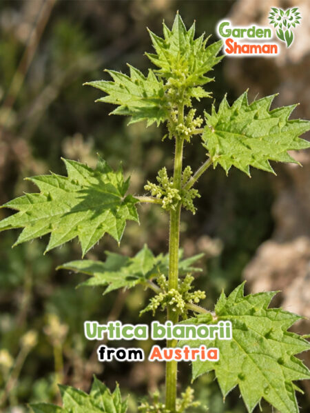 Mallorca-Brennnessel (Urtica bianorii) mit stark gezähnten grünen Blättern