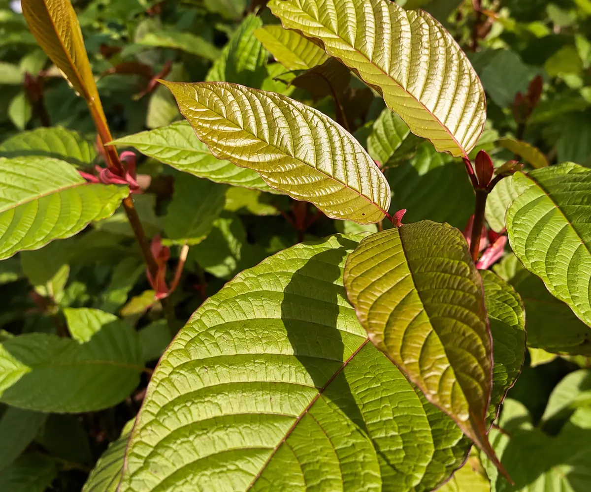 Lebende Pflanzen im Sortiment von GardenShaman